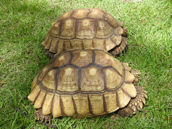 Adult Female Het For Ivory (Leucistic) Sulcata Tortoiseefwwf
