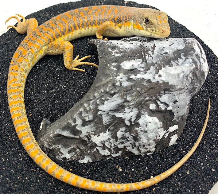 Schneider Skink (Eumeces Schneiderii)
