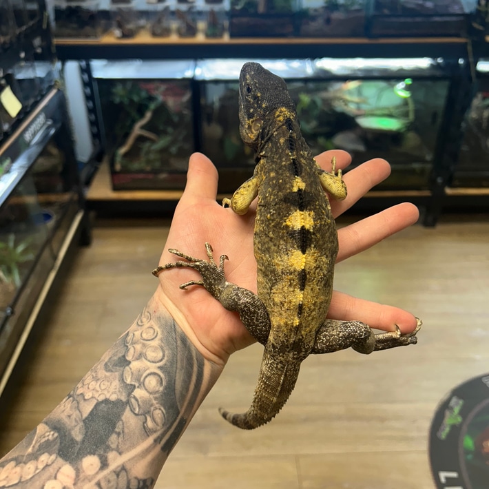 Banana Pectinata2