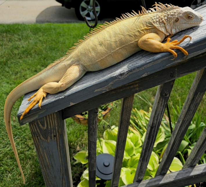 Crutchfield Albino Iguana Female1
