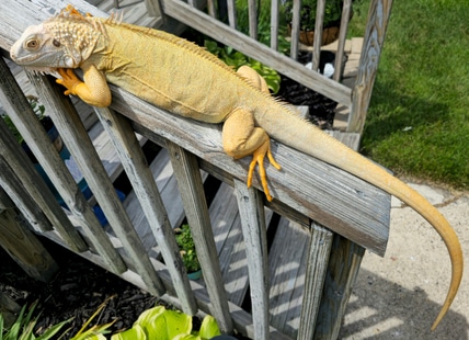 Crutchfield Albino Iguana Female2