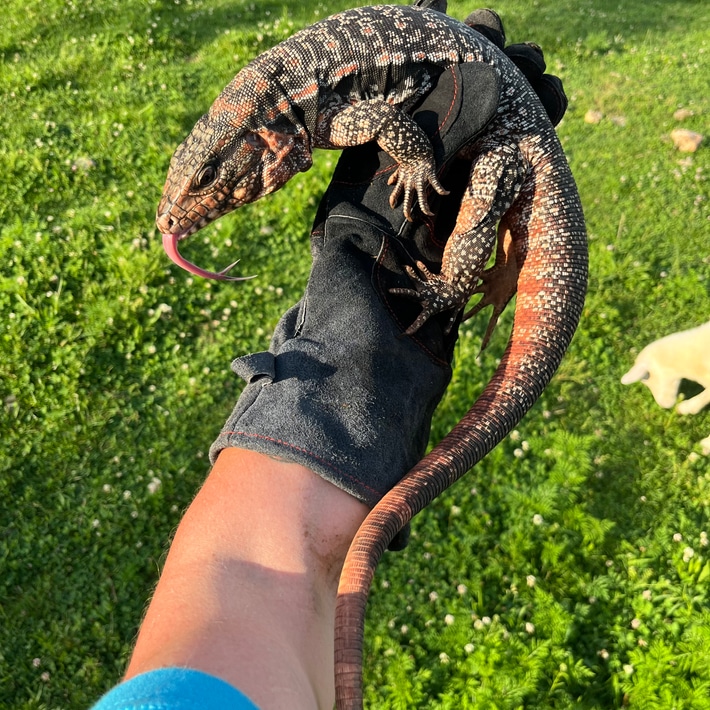 Ruby Red Tegu Poss Het Albino4